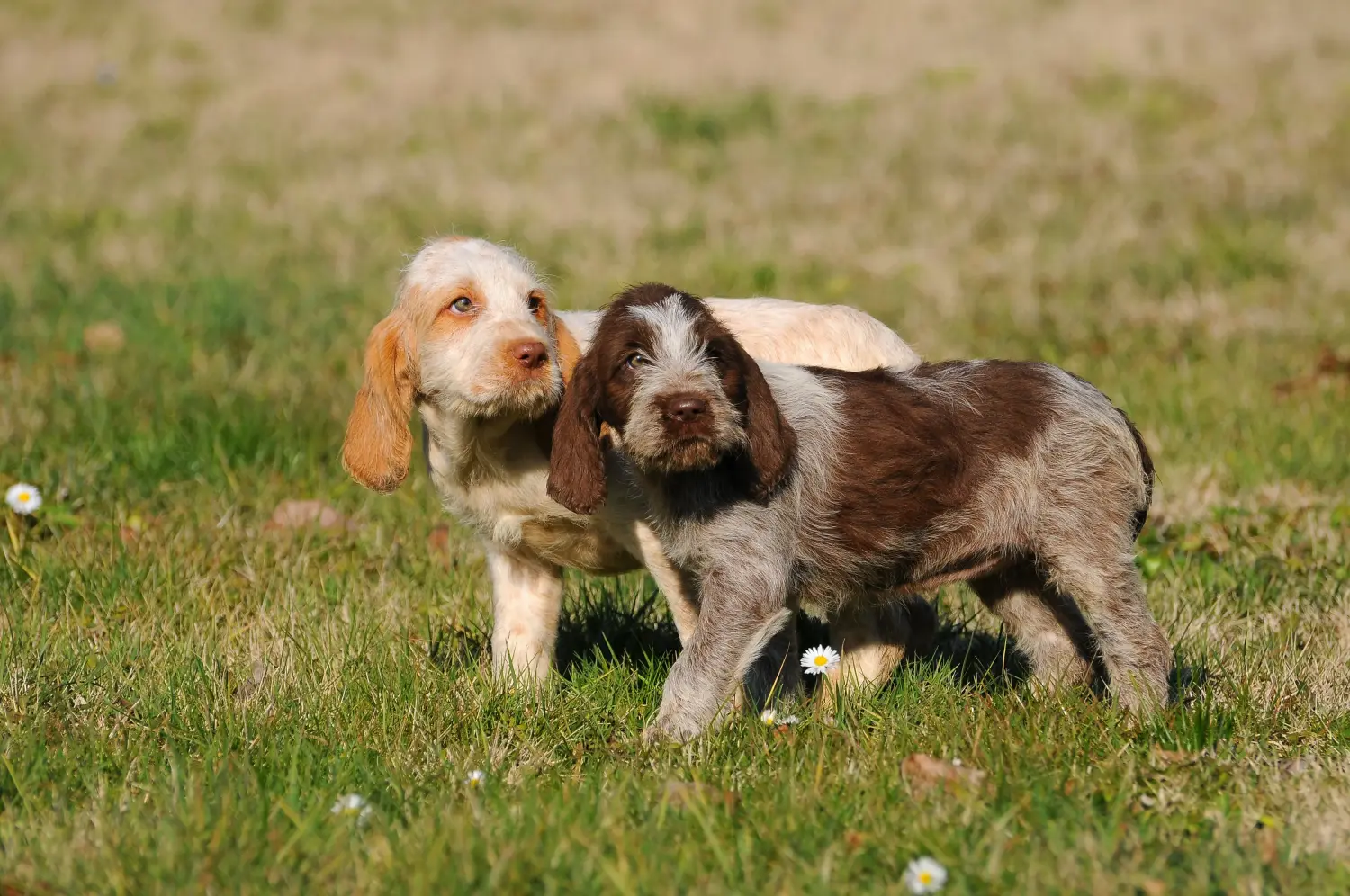 Buying a Spinone Italiano puppy means taking responsibility! Buy Spinone Italiano puppies.