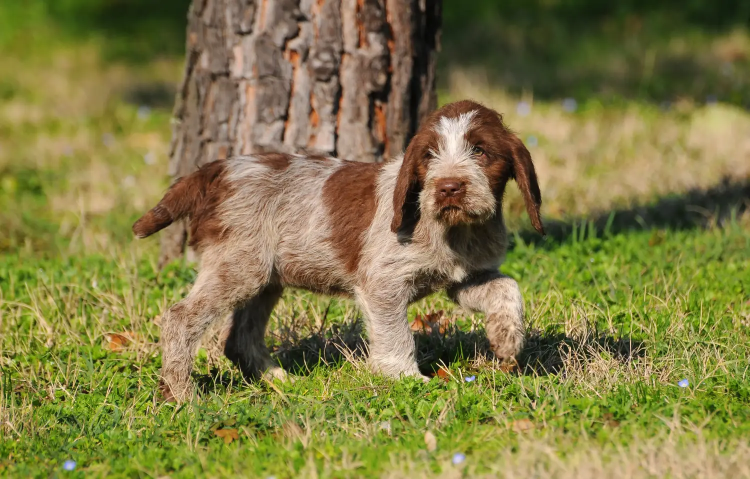 Buying a Spinone Italiano puppy means taking responsibility! Buy Spinone Italiano puppies.