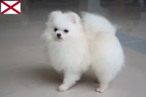 Read more about the article Spitz breeders and puppies in Alabama