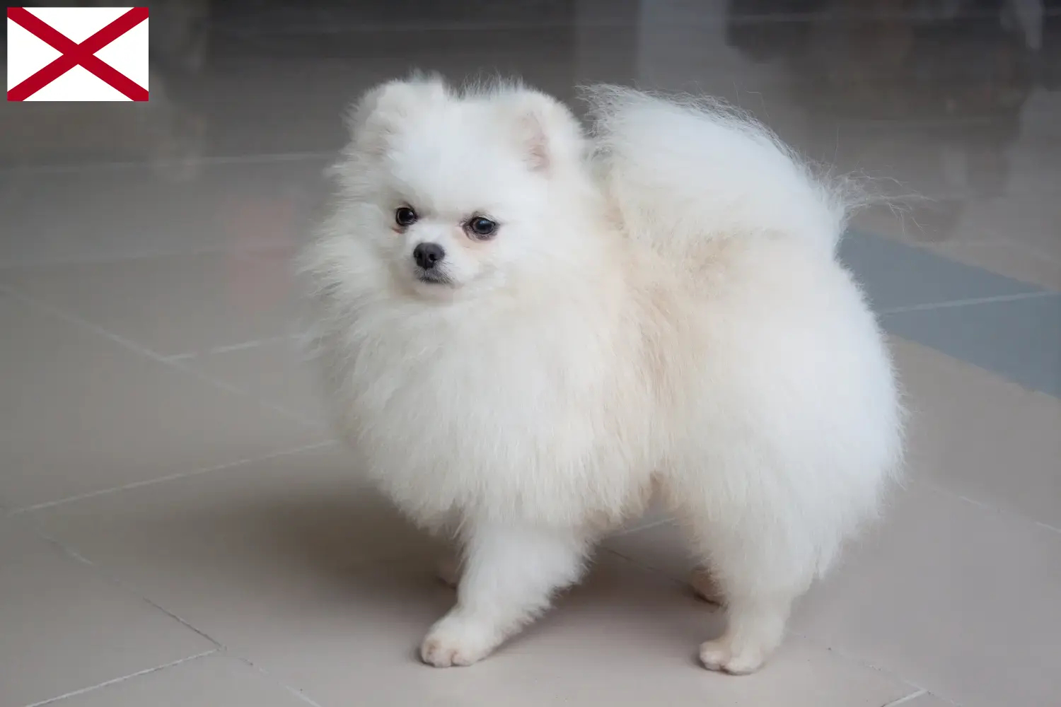 Spitz puppies and breeder Alabama Here you can find top breeders in Alabama.