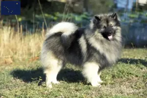 Read more about the article Spitz breeders and puppies in Alaska