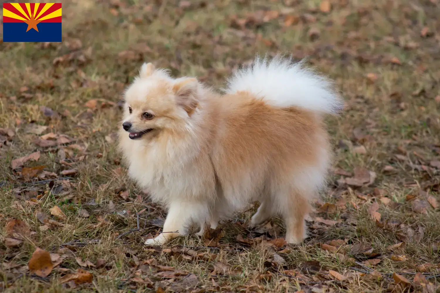 Spitz puppies and breeder Arizona Here you can find top breeders in Arizona.