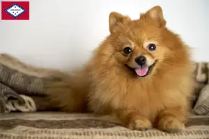 Read more about the article Spitz breeders and puppies in Arkansas