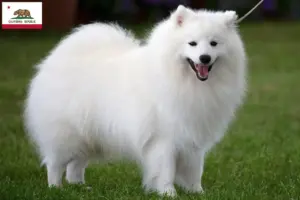Read more about the article Spitz breeders and puppies in California