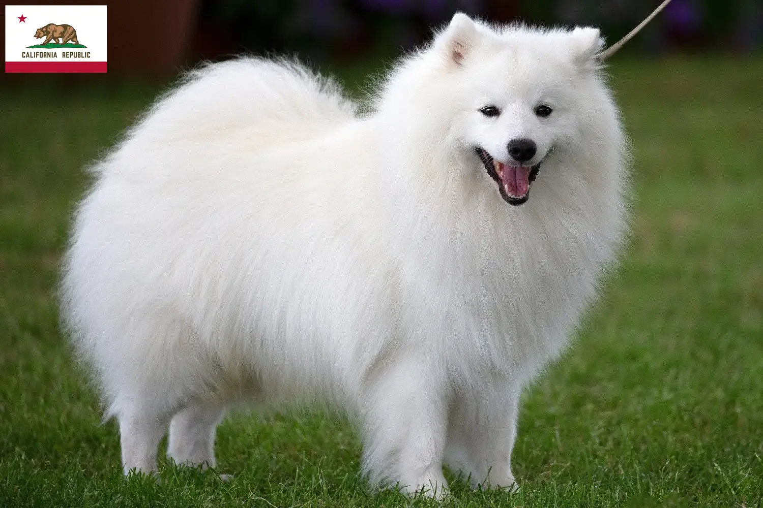 Spitz puppies and breeder California Here you can find top breeders in California.