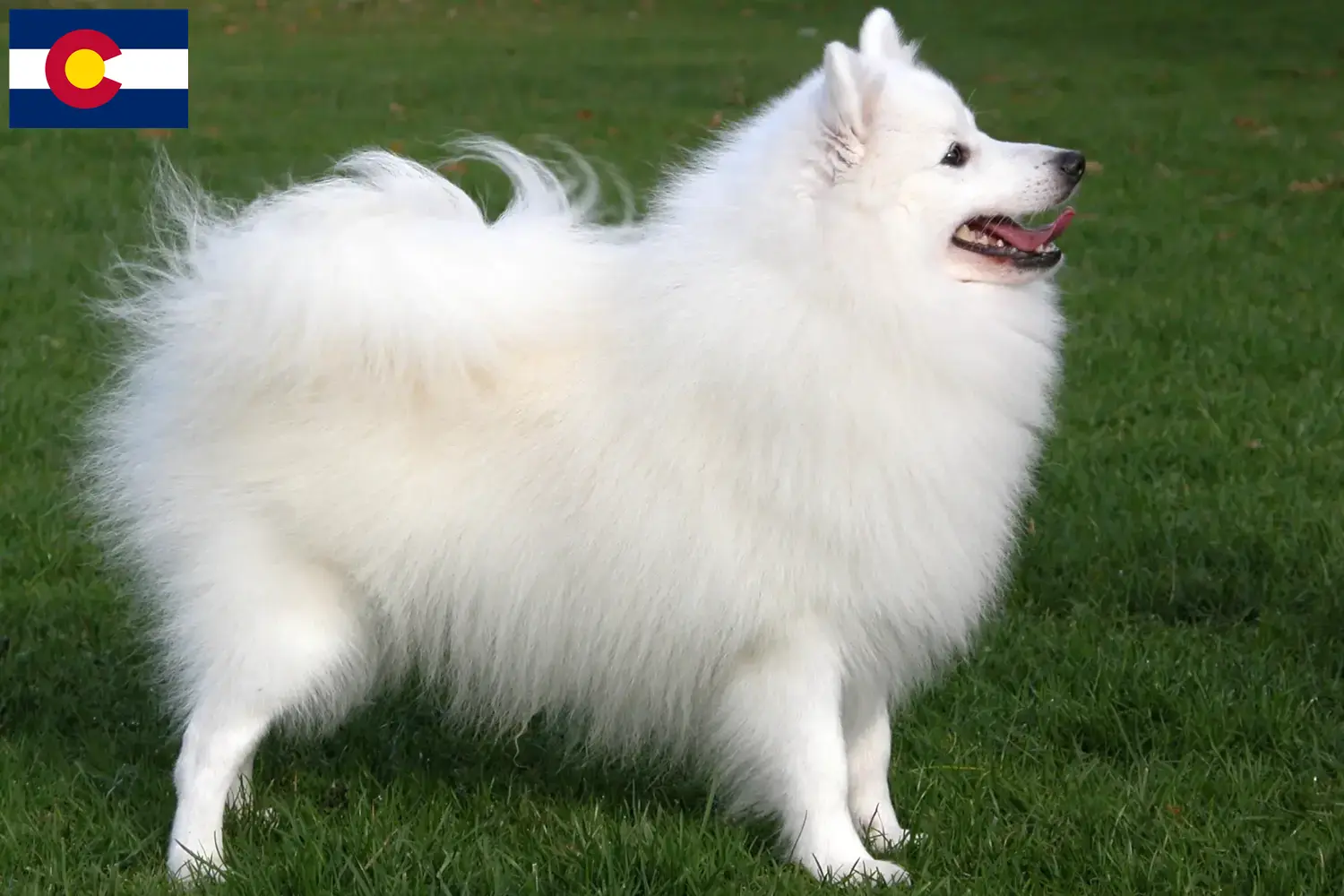 Spitz puppies and breeders Colorado Here you can find top breeders in Colorado.