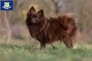 Read more about the article Spitz breeders and puppies in Connecticut