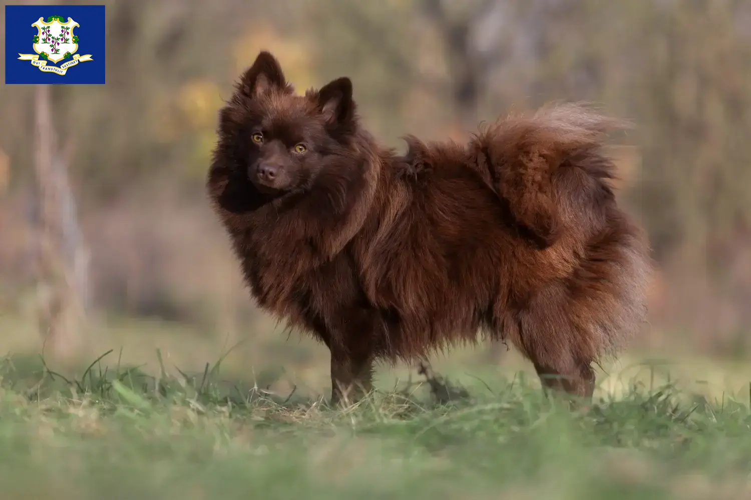 Spitz puppies and breeders Connecticut Here you can find top breeders in Connecticut.