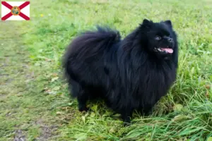 Read more about the article Spitz breeders and puppies in Florida