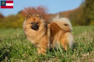 Read more about the article Spitz breeders and puppies in Georgia