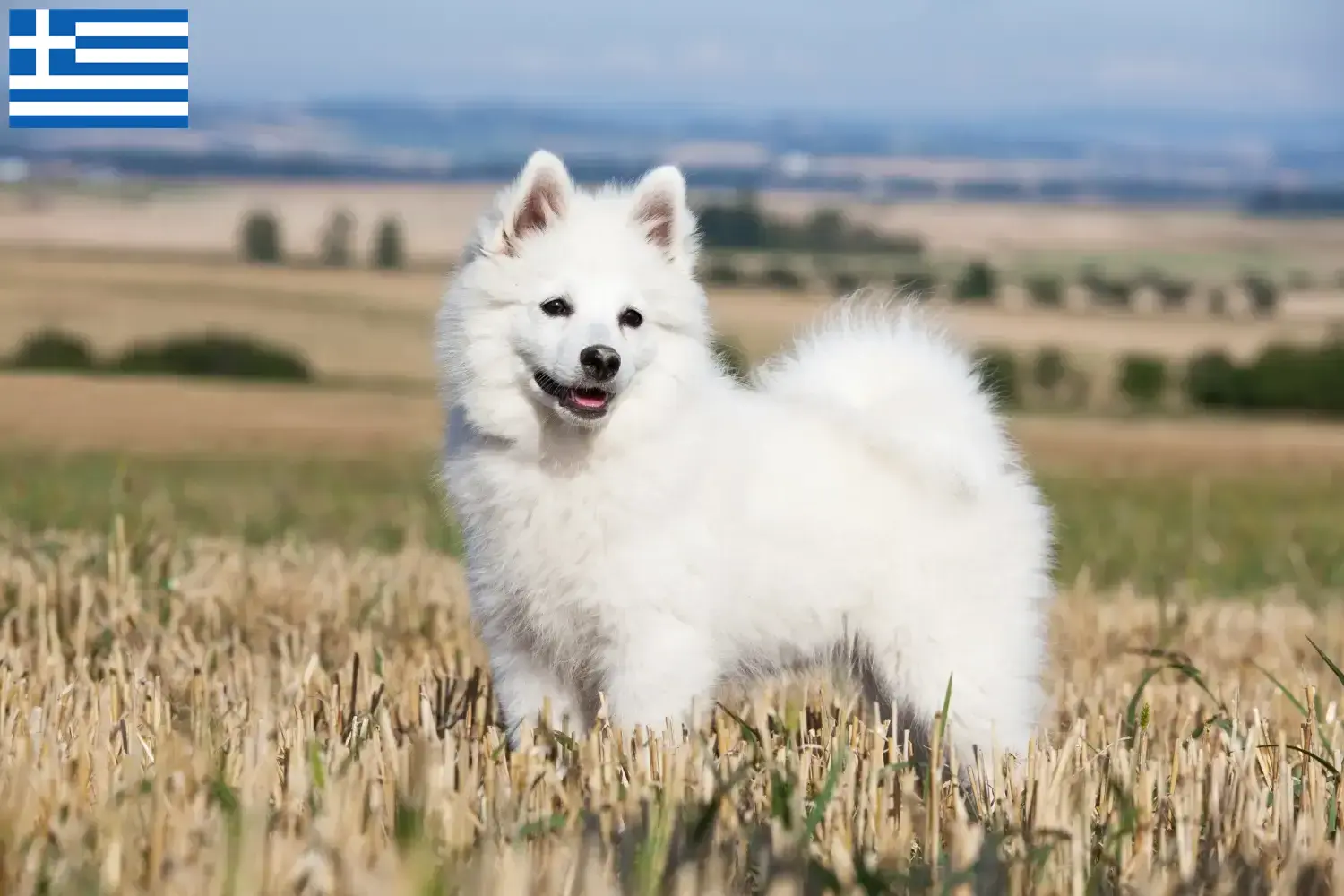Spitz puppies and breeders Greece Here you can find top breeders in Greece.