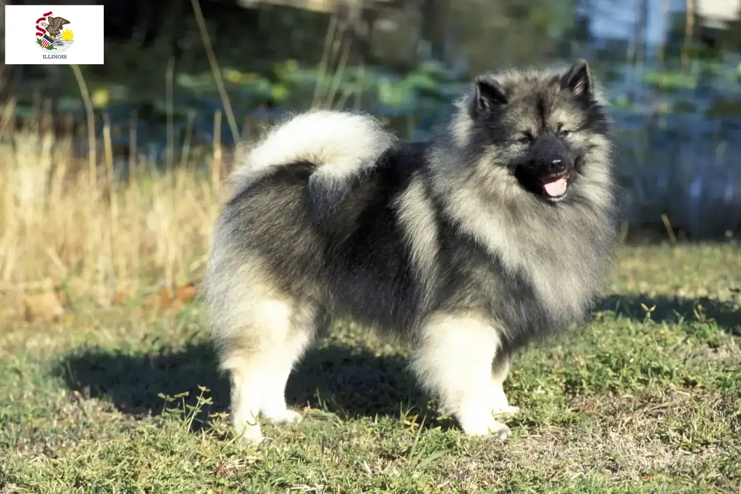 Spitz puppies and breeders Illinois Here you can find top breeders in Illinois.