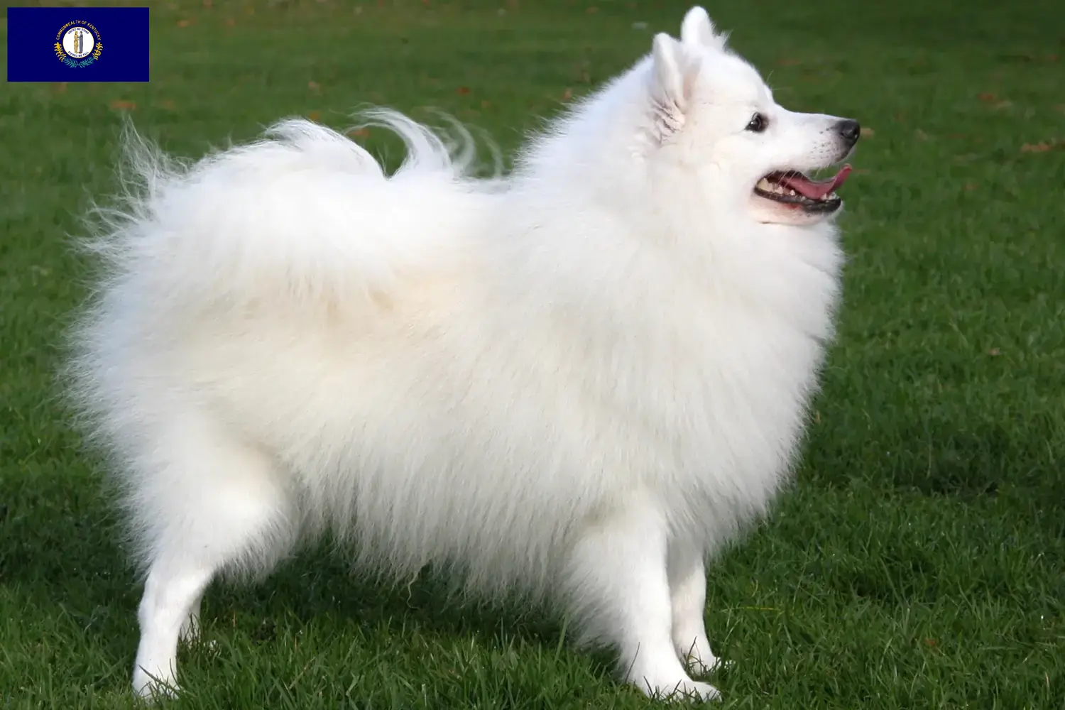 Spitz puppies and breeders Kentucky Here you can find top breeders in Kentucky.