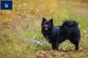 Read more about the article Spitz breeders and puppies in Maine