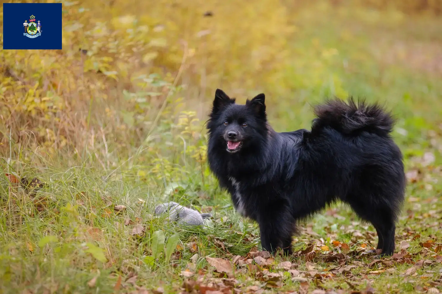 Spitz puppies and breeders Maine Here you can find top breeders in Maine.