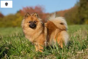 Read more about the article Spitz breeders and puppies in Massachusetts