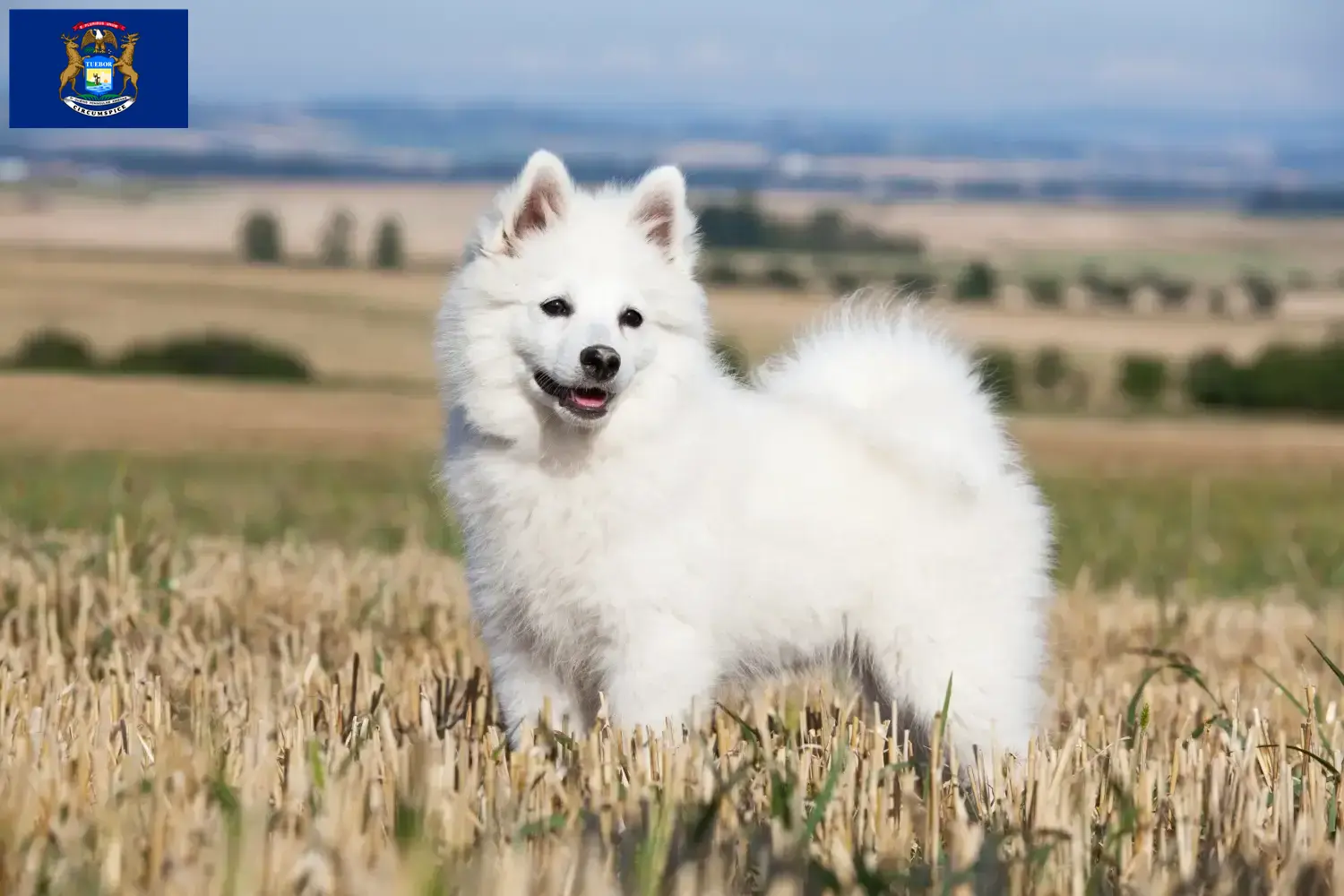 Spitz puppies and breeders Michigan Here you can find top breeders in Michigan.