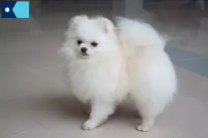 Read more about the article Spitz breeders and puppies in Minnesota
