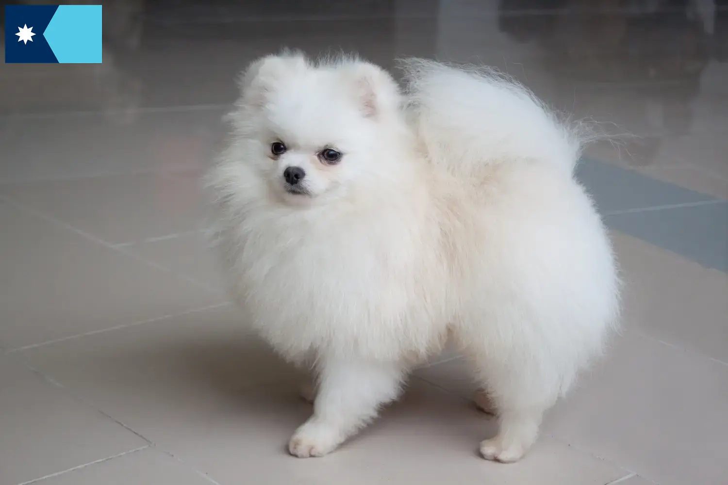 Spitz puppies and breeders Minnesota Here you can find top breeders in Minnesota.