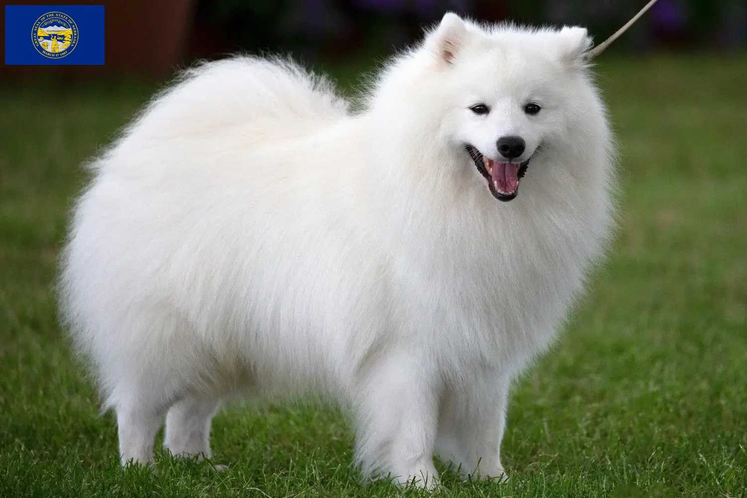 Spitz puppies and breeders Nebraska Here you can find top breeders in Nebraska.