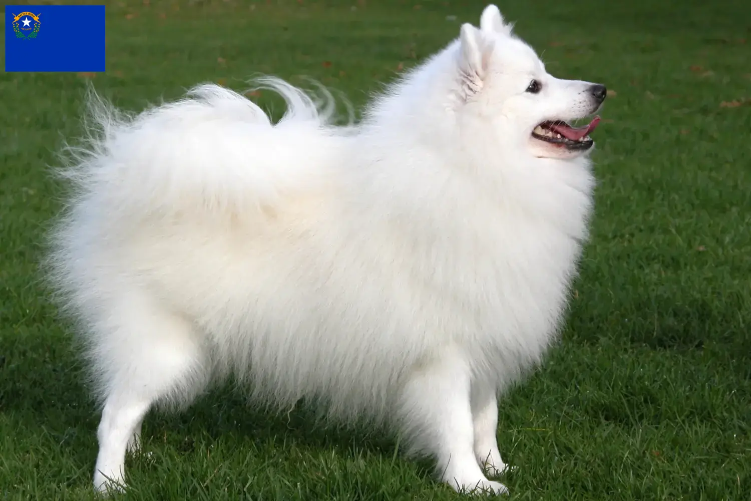 Spitz puppies and breeders Nevada Here you can find top breeders in Nevada.