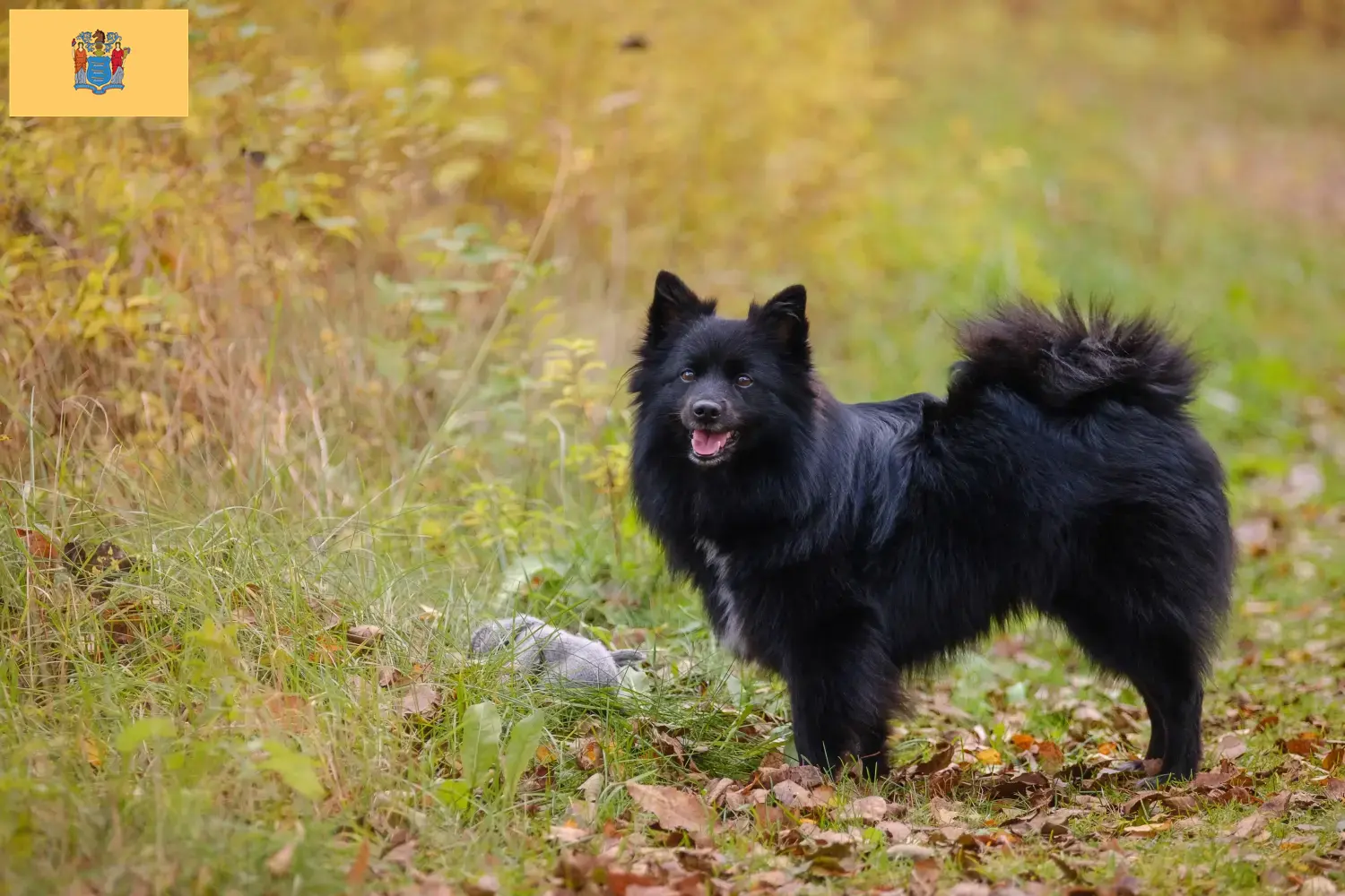 Spitz puppies and breeders New Jersey Here you can find top breeders in New Jersey.