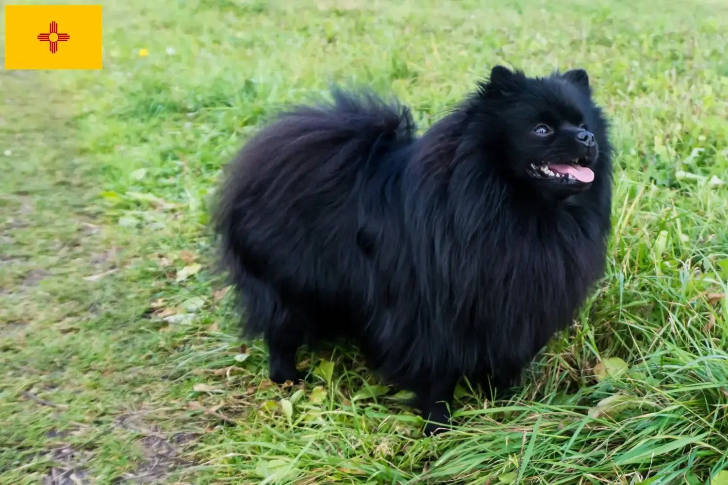 Spitz puppies and breeders New Mexico Here you can find top breeders in New Mexico.