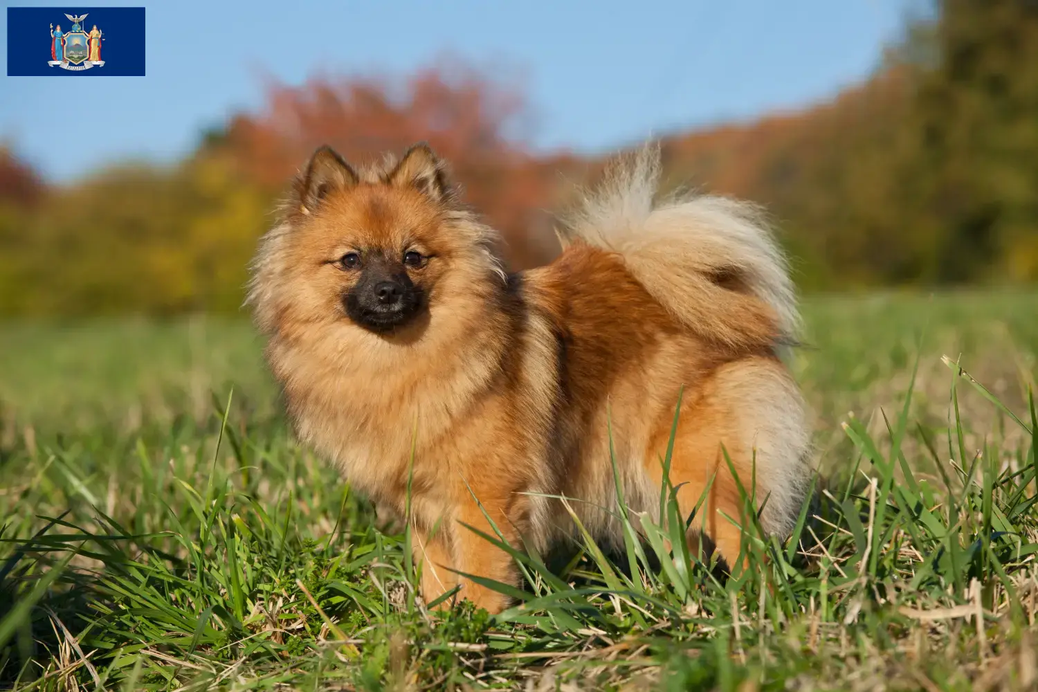 Spitz puppies and breeders New York Here you can find top breeders in New York.