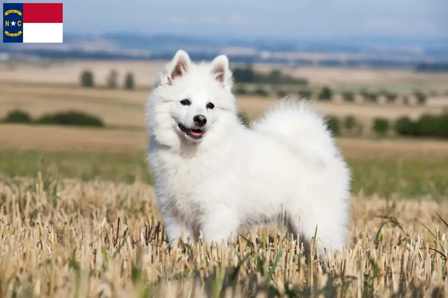 Spitz puppies and breeders North Carolina Here you can find top breeders in North Carolina.