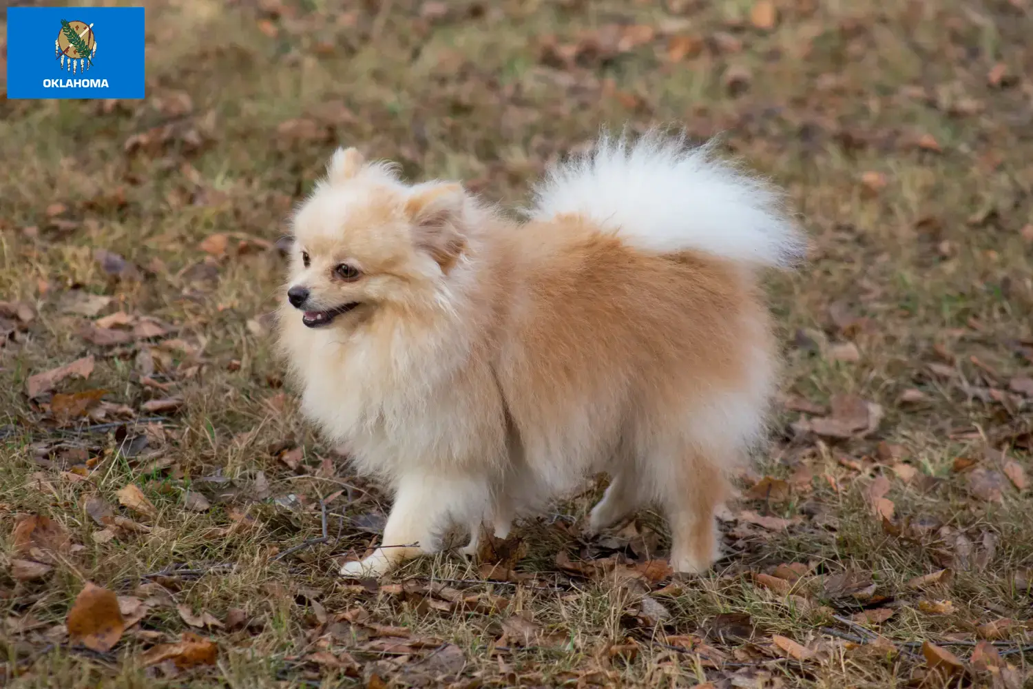 Spitz puppies and breeders Oklahoma Here you can find top breeders in Oklahoma.