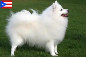 Read more about the article Spitz breeders and puppies in Puerto Rico
