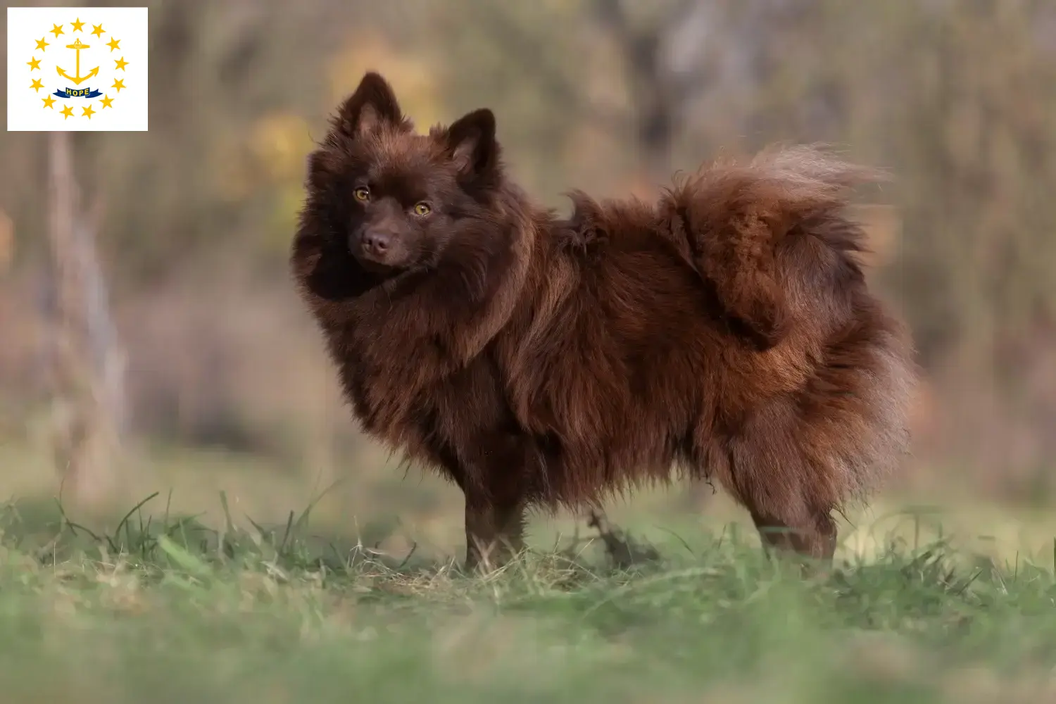 Spitz puppies and breeders Rhode Island Here you can find top breeders in Rhode Island.