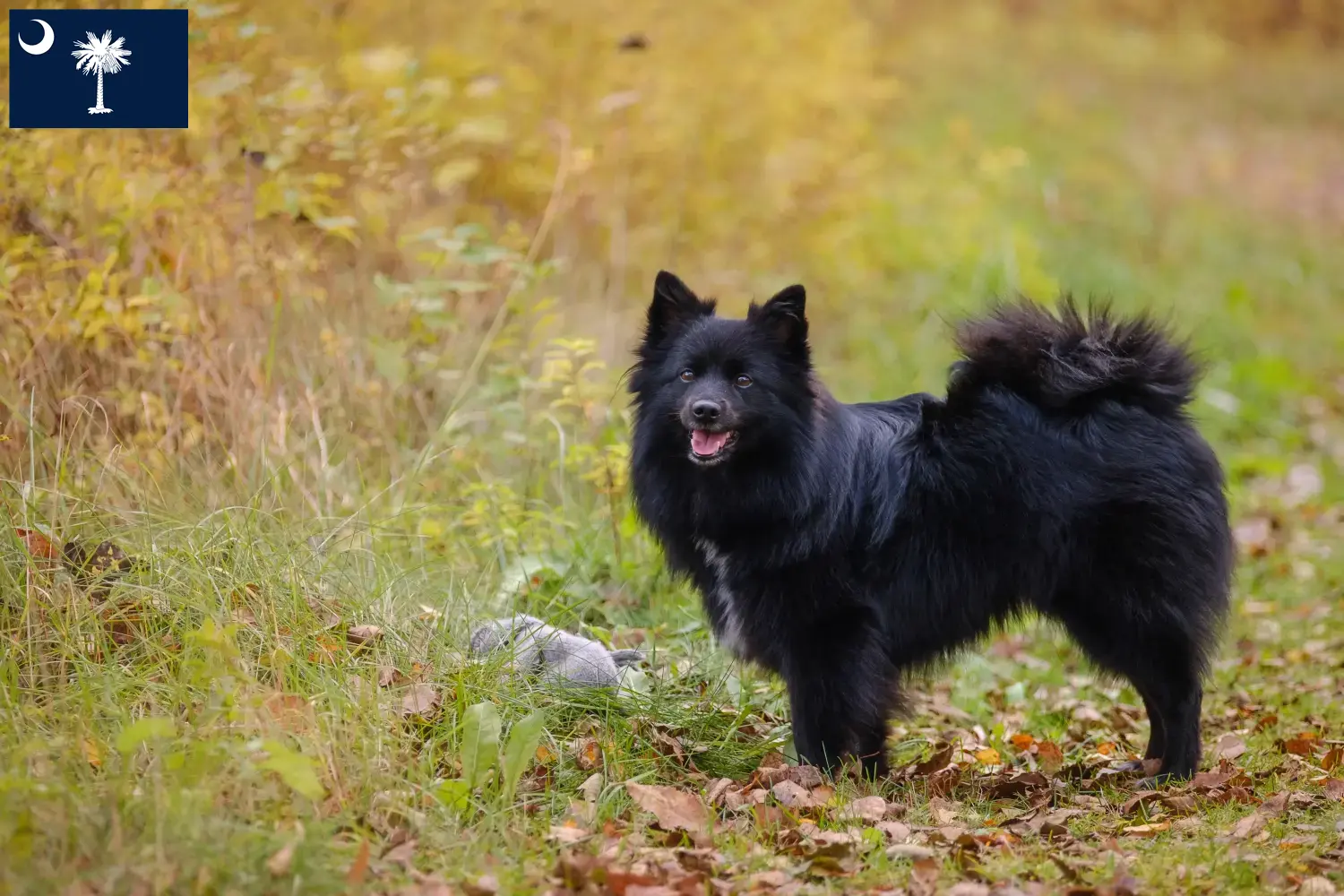 Spitz puppies and breeders South Carolina Here you can find top breeders in South Carolina.