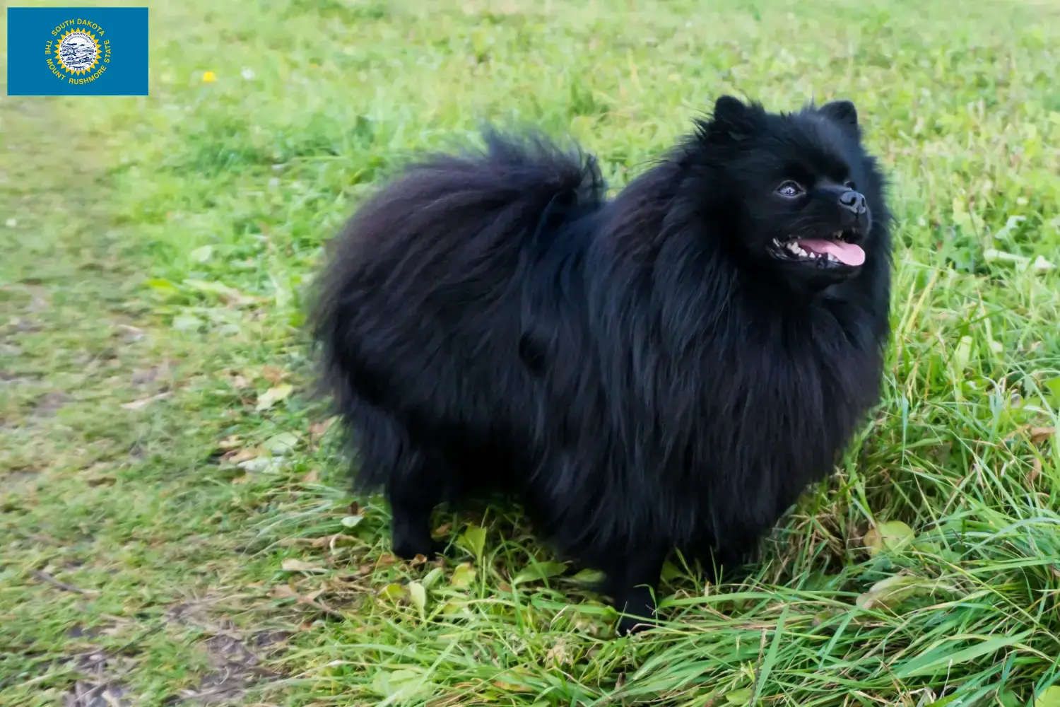 Spitz puppies and breeders South Dakota Here you can find top breeders in South Dakota.