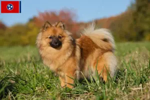 Read more about the article Spitz breeders and puppies in Tennessee
