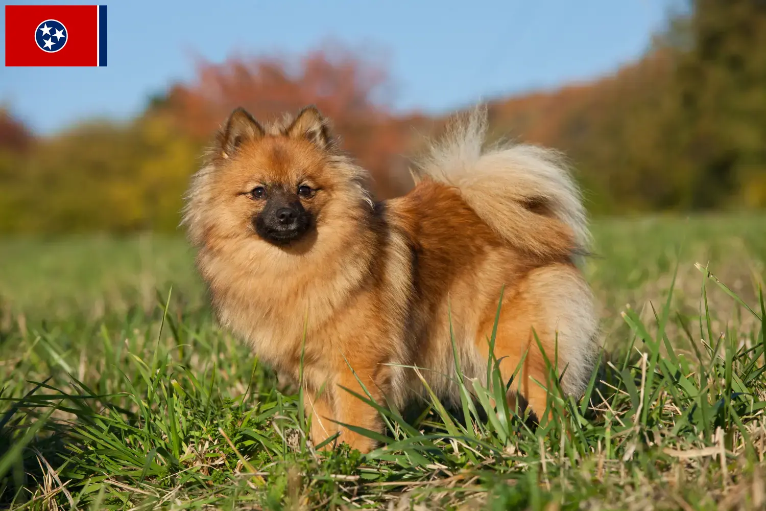 Spitz puppies and breeders Tennessee Here you can find top breeders in Tennessee.