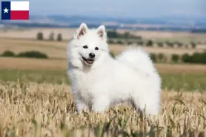 Read more about the article Spitz breeders and puppies in Texas