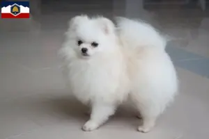 Read more about the article Spitz breeders and puppies in Utah