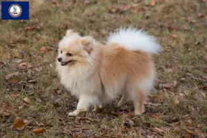 Read more about the article Spitz breeders and puppies in Virginia