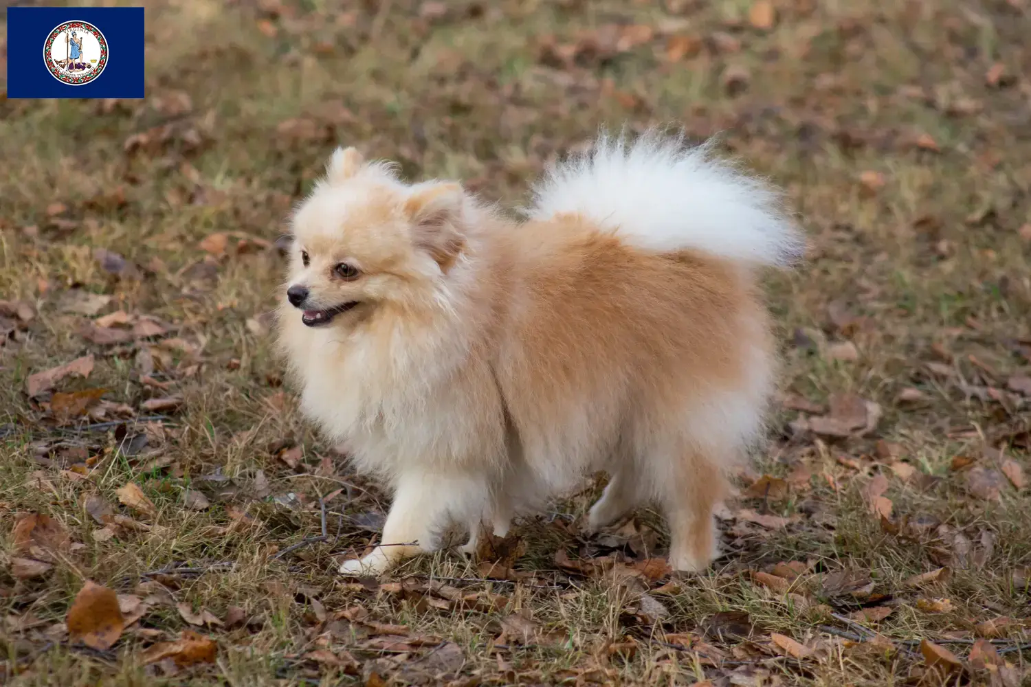 Spitz puppies and breeder Virginia Here you can find top breeders in Virginia.