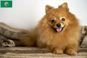 Read more about the article Spitz breeders and puppies in Washington