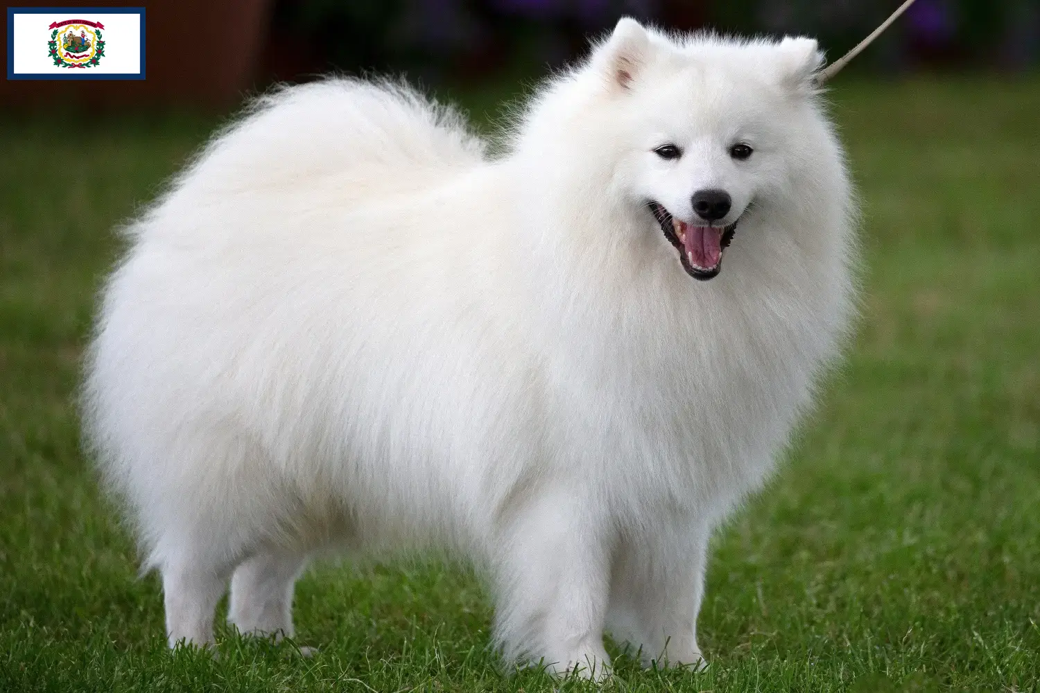 Spitz puppies and breeders West Virginia Here you can find top breeders in West Virginia.