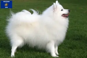 Read more about the article Spitz breeders and puppies in Wisconsin
