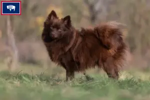 Read more about the article Spitz breeders and puppies in Wyoming