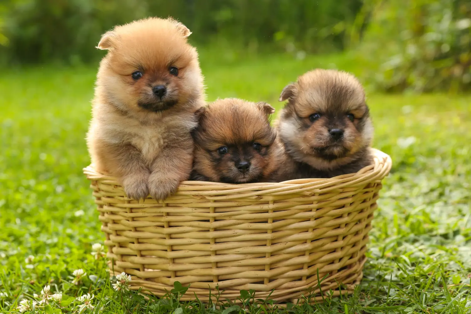 Buying a Spitz puppy means taking responsibility! Buy Spitz puppies.