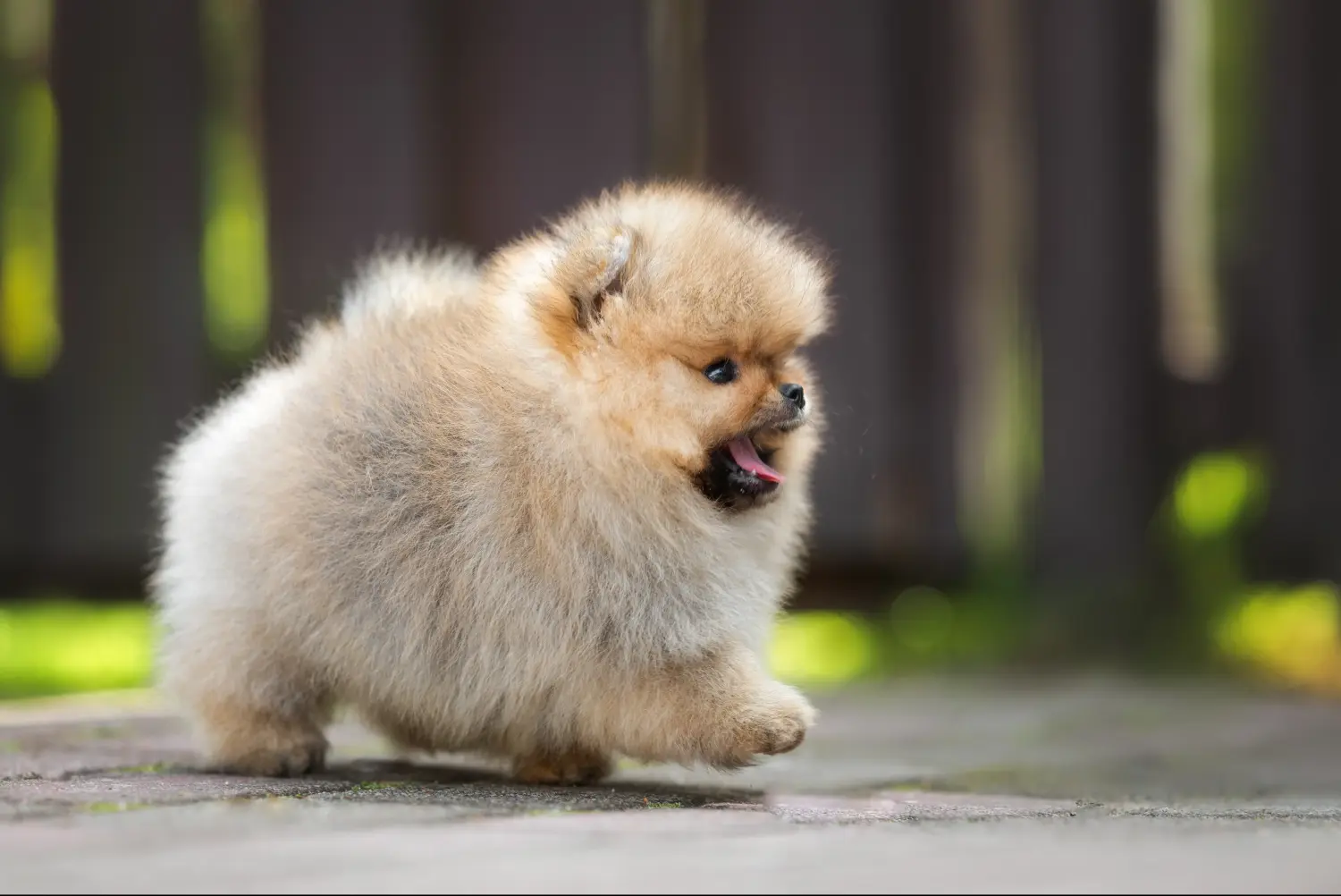 Buying a Spitz puppy means taking responsibility! Buy Spitz puppies.