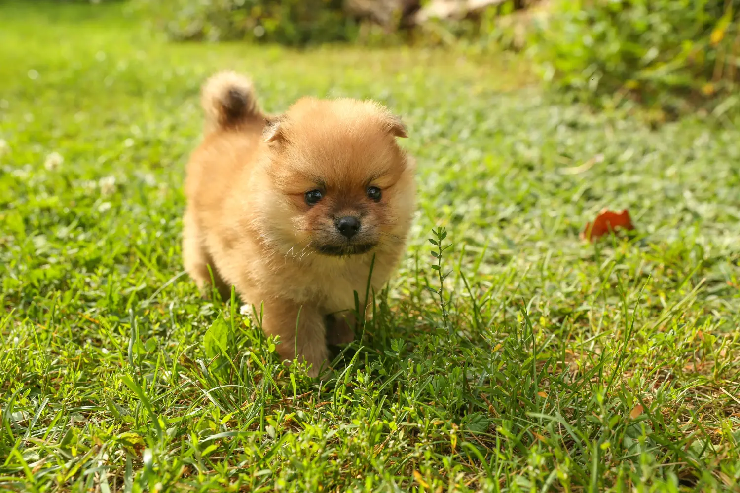 Buying a Spitz puppy means taking responsibility! Buy Spitz puppies.