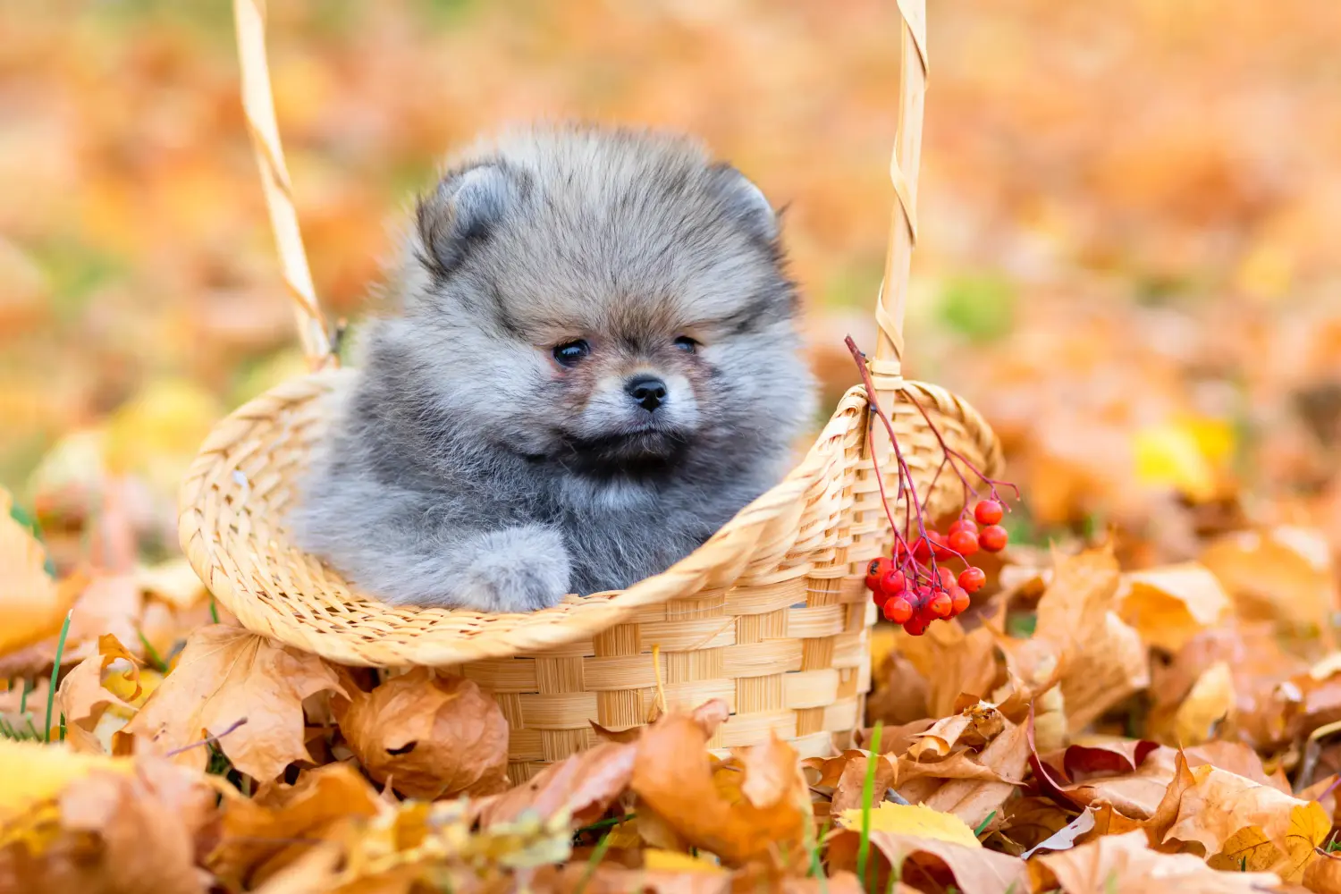Buying a Spitz puppy means taking responsibility! Buy Spitz puppies.