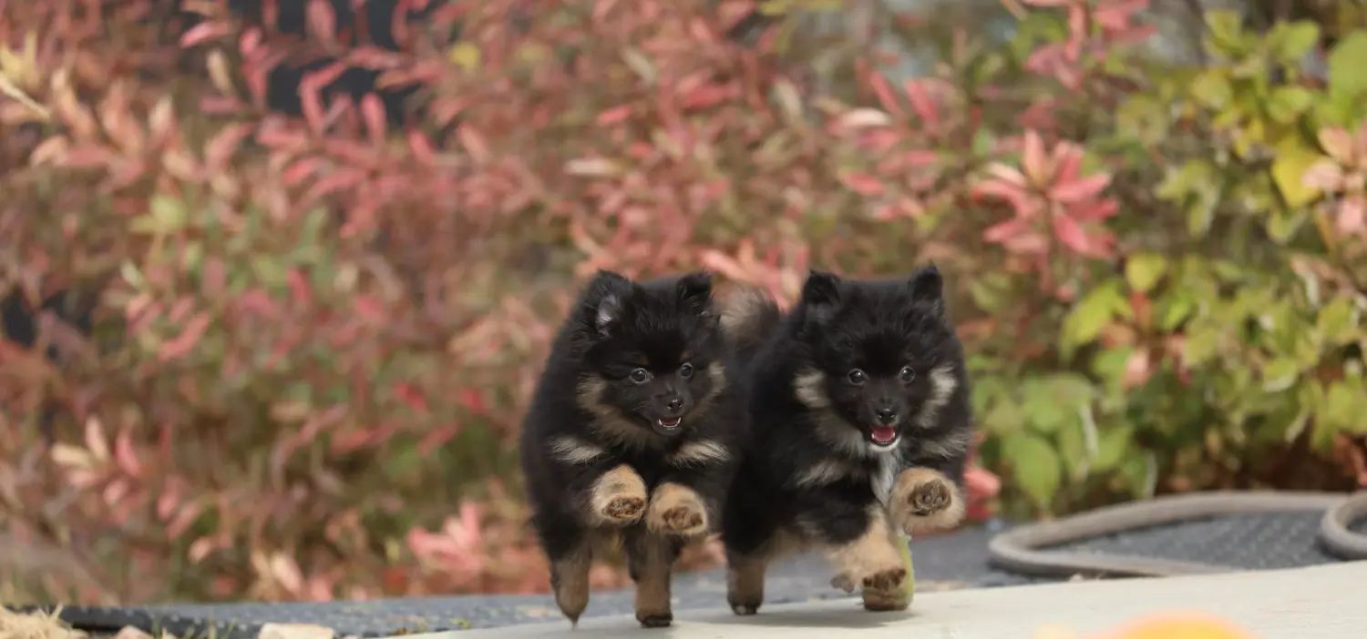 Buying a Spitz puppy means taking responsibility! Buy Spitz puppies.