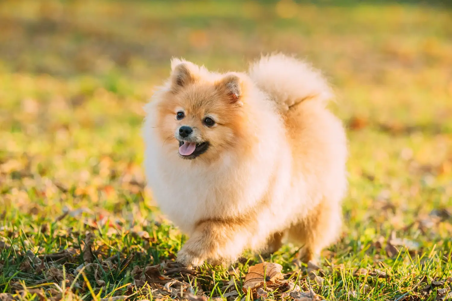 Buying a Spitz puppy means taking responsibility! Buy Spitz puppies.